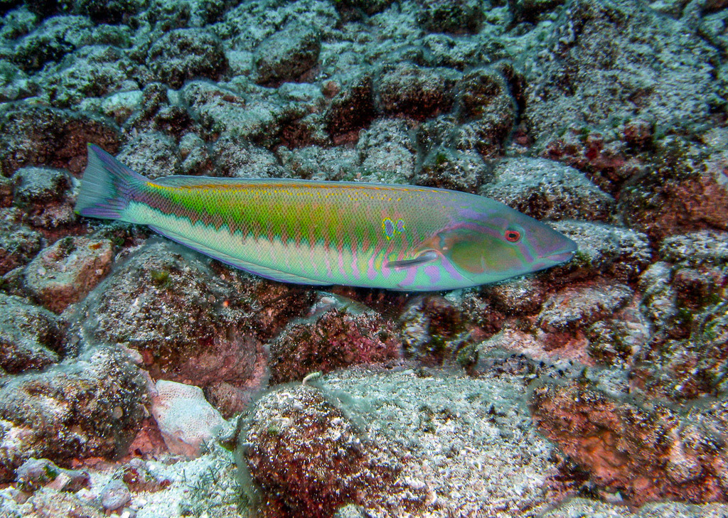 Pale Slender Wrasse