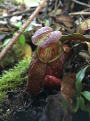 Nepenthes gymnamphora