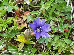 Gentiana dshimilensis