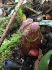 Nepenthes gymnamphora