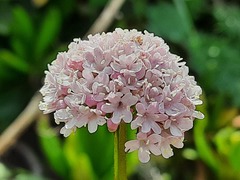 Valeriana alpestris