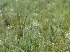 Allium inaequale
