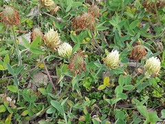 Trifolium canescens