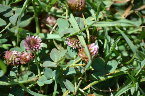 photo of Clovers (Trifolium)