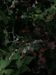 Antigonon flavescens