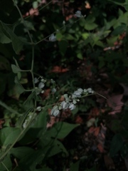 Antigonon flavescens