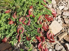 Astragalus cyri