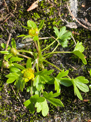 Ranunculus pygmaeus
