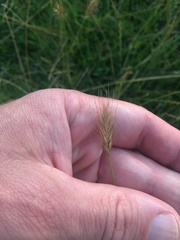 Hordeum secalinum
