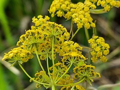 Bupleurum polyphyllum