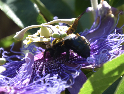 photo of Large Carpenter Bees (Xylocopa)