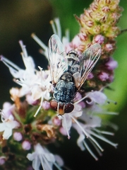 Oestroidea