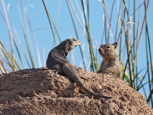 Cape Spinytail Iguana, Ctenosaura macrolopha