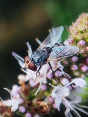 Oestroidea