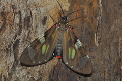 Phaloe cruenta