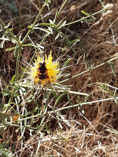 Volucella elegans