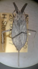 Nepa apiculata