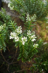 Veronica brachysiphon