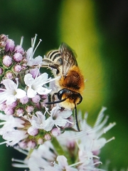 Colletes
