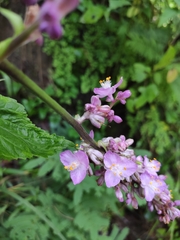 Thyrsanthemum floribundum
