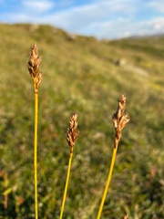 Carex simpliciuscula
