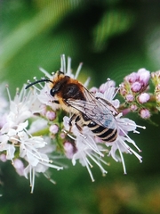 Colletes