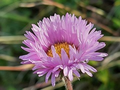 Erigeron caucasicus venustus