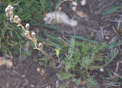 Artemisia norvegica