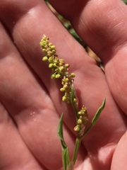 Rumex hastatulus