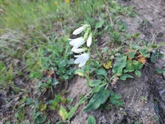 Campanula collina