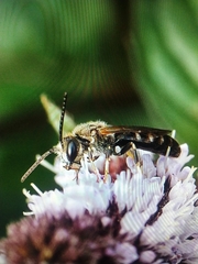 Lasioglossum