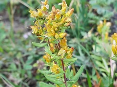 Hypericum linarioides
