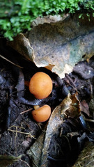 Macrocystidia reducta