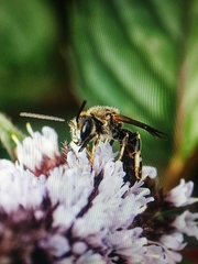 Lasioglossum