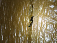 Euborellia cincticollis