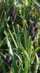 Carex scopulorum scopulorum