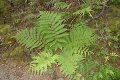 Cyathea colensoi