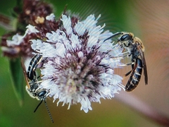 Lasioglossum