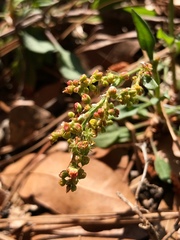 Rumex hastatulus