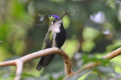 Stephanoxis loddigesii