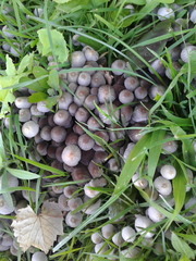 Coprinellus