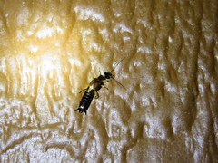 Euborellia cincticollis