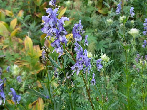 Aconitum cymbulatum