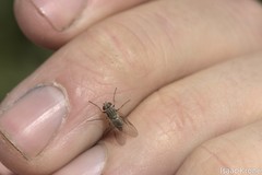 Symphoromyia