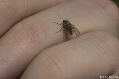 Symphoromyia