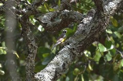 Emberiza cabanisi