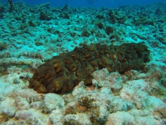 Stichopus pseudohorrens