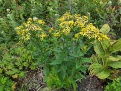 Senecio propinquus