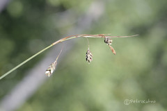 Carex magellanica