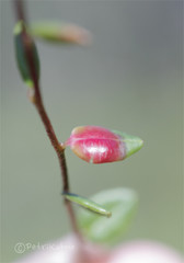 Exobasidium rostrupii